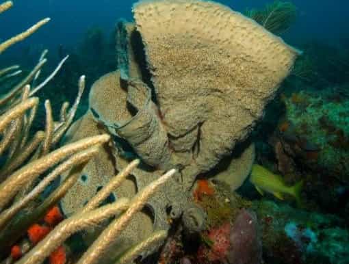grenada rum runner diving site 4hour tour