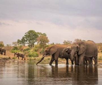Kruger National Park: 4-Day Safari and Golf Experience