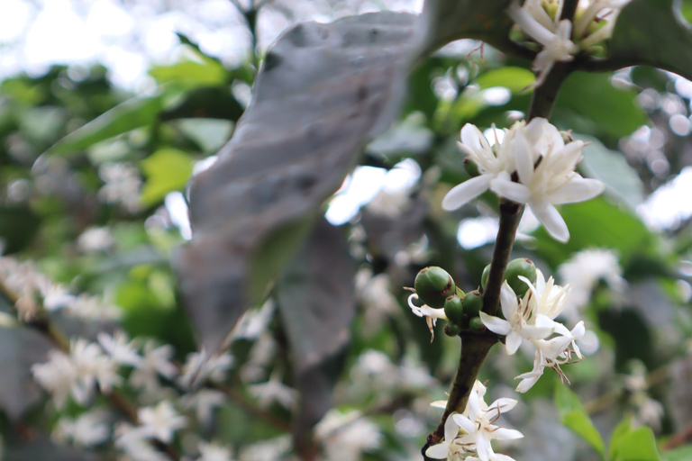 Medellin: Coffee Experience and Workshop