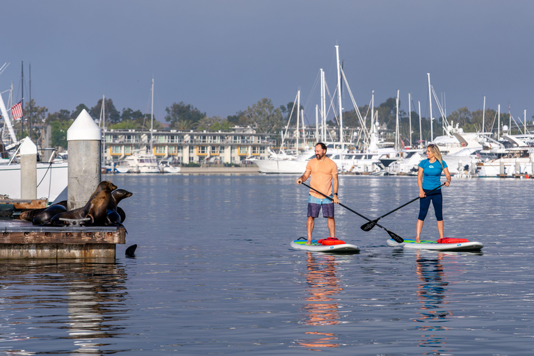 Marina del Rey: Paddleboard Rental Experience 1,5h Rental Experience