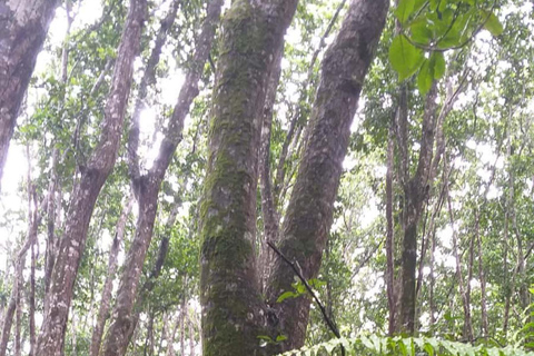 Jozani Forest & Turquoise Waters Turtle Swim at Salaam Cave TOUR WITHOUT HOTEL PICKUP AND DROP OFF