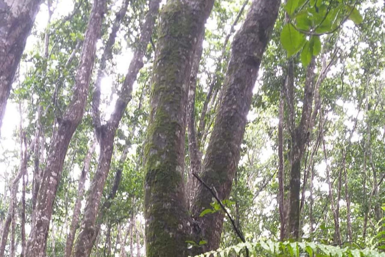 Jozani Forest & Turquoise Waters Turtle Swim at Salaam Cave TOUR WITHOUT HOTEL PICKUP AND DROP OFF