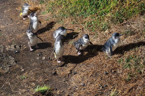 Melbourne: Puffingbilly Train and Penguin Island Day Tour