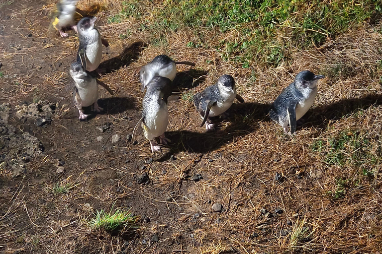 Melbourne: Puffingbilly Train and Penguin Island Day Tour