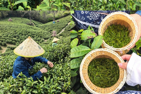 Meijiawu Authentic Longjing Tea Cultural Half-Day Experience Longjing Green Tea Picking & Roasting & Tasting 2-3hours