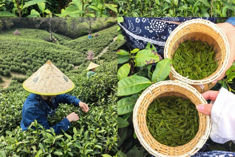 Meijiawu Authentic Longjing Tea Cultural Half-Day Experience Longjing Green Tea Picking & Roasting & Tasting 2-3hours