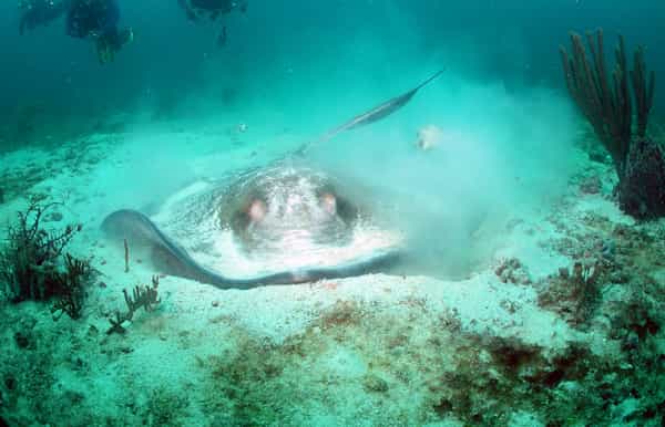 scuba dive at whibbles reef dive site grenada