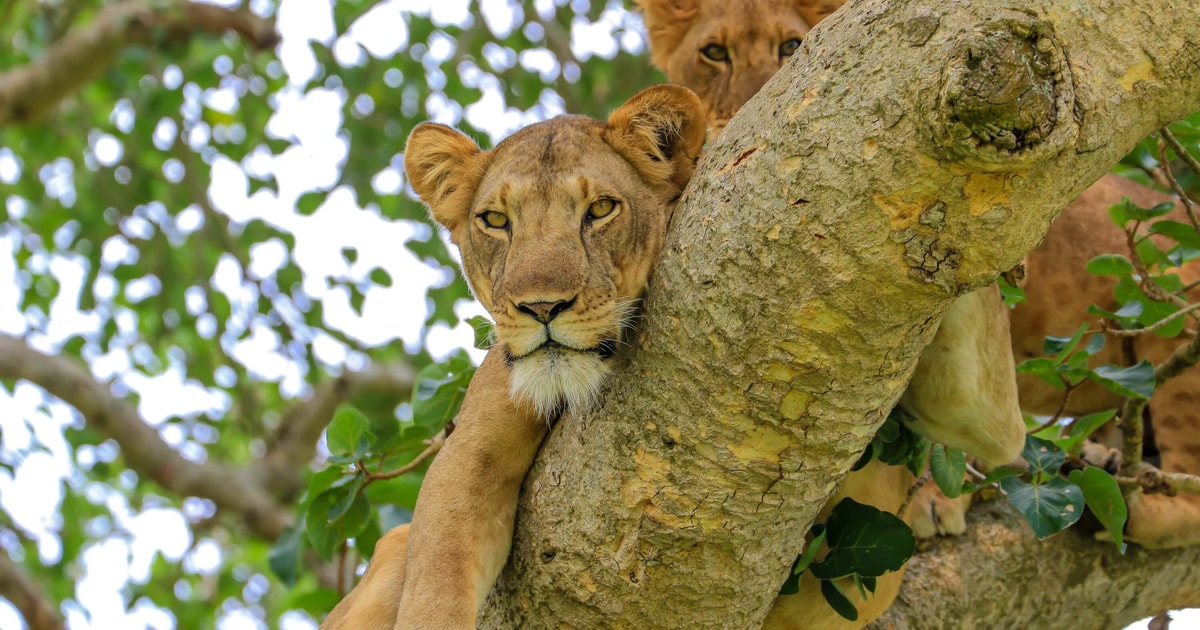 3-Day Queen Elizabeth Wildlife Safari | GetYourGuide