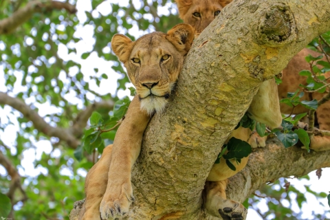 3-tägige Queen Elizabeth Wildlife Safari