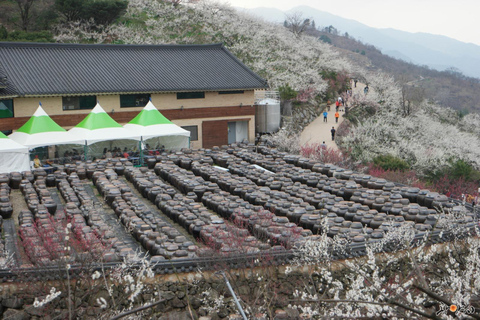 Seúl: Excursión de un día por la floración de los cerezos de primavera en CoreaGwangyangMaehwa y Jeonju desde la salida 8 de la calle Hongdae