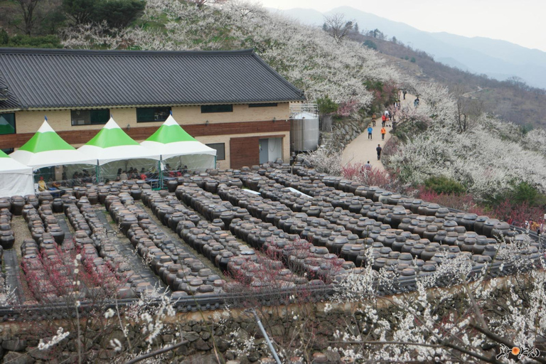 Seúl: Excursión de un día por la floración de los cerezos de primavera en CoreaGwangyangMaehwa y Jeonju desde la salida 8 de la calle Hongdae