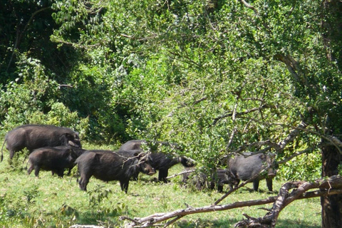 Von Nairobi: 2-tägige Aberdare-Nationalpark-Safari