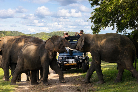 Sigiriya: Minneriya Premium Private Guided Elephant Safari
