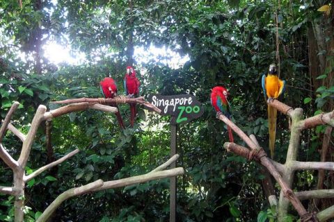 Zoo de Singapour : billet matinal et prise en charge