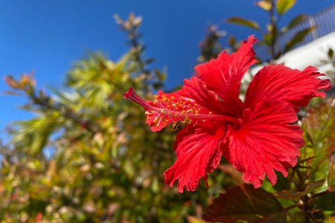 From Naha : Kerama, Tokashiki Island and Whale Watching Tour Tokashiki island + Whale watching