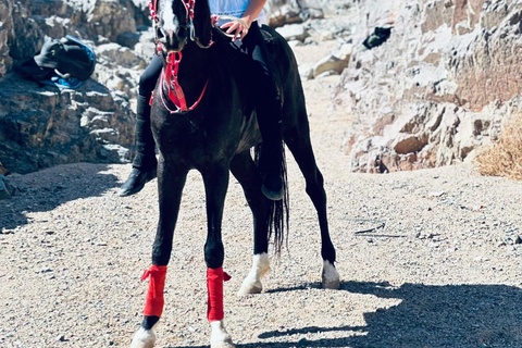 الغردقة: جولة ركوب الخيل في الصحراء والبحر مع خيار السباحةجولة لمدة ساعتين لركوب الخيل بدون السباح