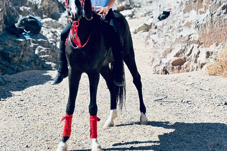 الغردقة: جولة ركوب الخيل في الصحراء والبحر مع خيار السباحةجولة لمدة ساعتين لركوب الخيل بدون السباح