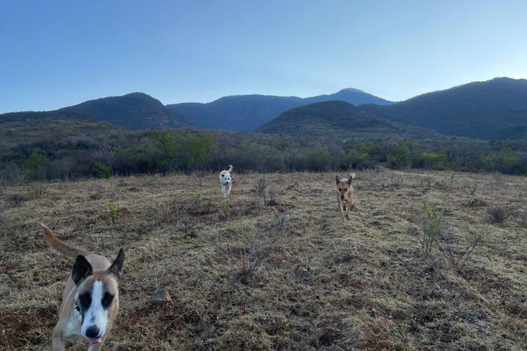 Versteckte Wanderwege mit Hunden in den Sierra Norte Monutains