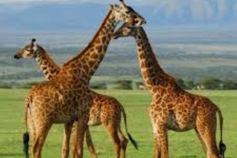 Safari de 3 días en grupo reducido por el Maasai Mara en un Land Cruiser 4x4