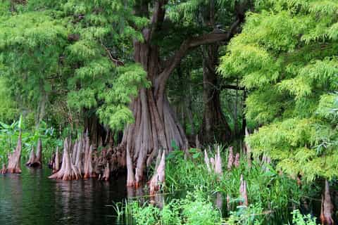 Kissimmee: Wild Florida Everglades Airboat & Wildlife Park