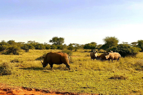 Nairobi National Park: Early Morning or afternoon adventure Early morning game drive in a Landcruiser JEEP