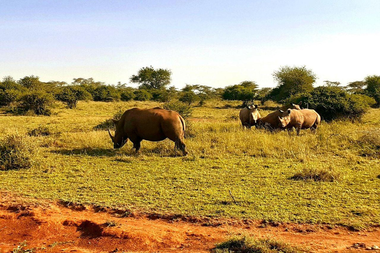 Nairobi National Park: Early Morning or afternoon adventure Early morning game drive in a Landcruiser JEEP