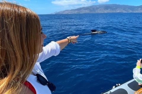 From Funchal: Whale and Dolphin Watching Cruise