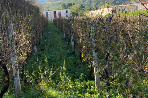 Da Tirana-RAKI E DEGUSTAZIONE DI VINO IN LIBRAZHD