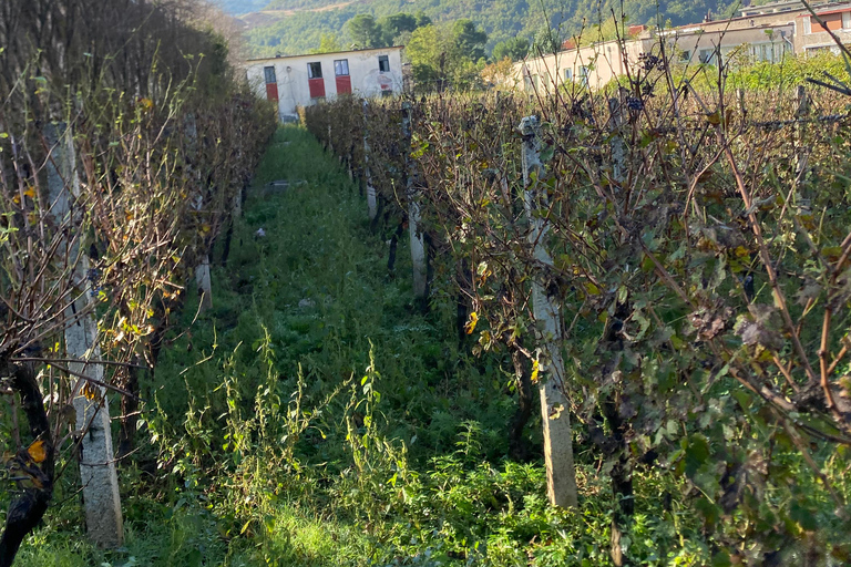 Da Tirana-RAKI E DEGUSTAZIONE DI VINO IN LIBRAZHD