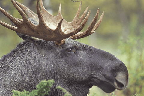 Wildlife Safari in Stockholm
