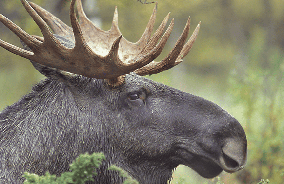 wildlife safari a stoccolma