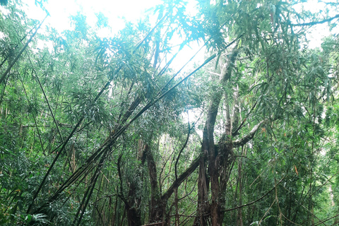 Escursione alle cascate hawaiane