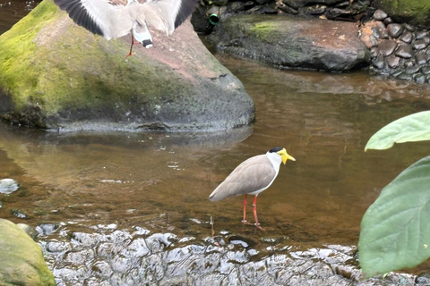 Madeira: Exotic Birds & Valleys 4x4 Safari with Local Guide Shared Exotic Birds & Valleys 4x4 Expedition Local Guide