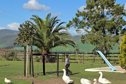 Cape Town: Ostrich Ranch Safari with Hotel Transfer