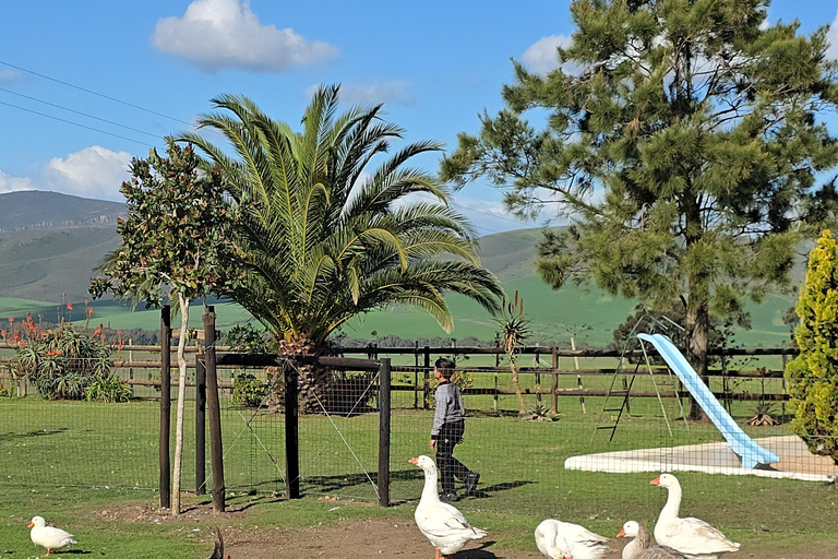 Cape Town: Ostrich Ranch Safari with Hotel Transfer