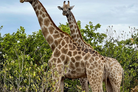 Cataratas Vitória ao Parque Nacional Chobe: Aventura de 1 dia em um safári