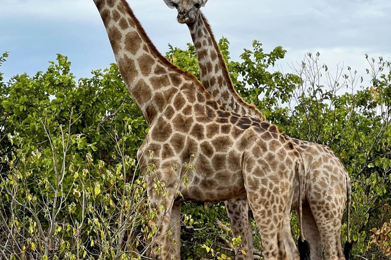 Des chutes Victoria au parc national de Chobe : 1 jour d'aventure safari