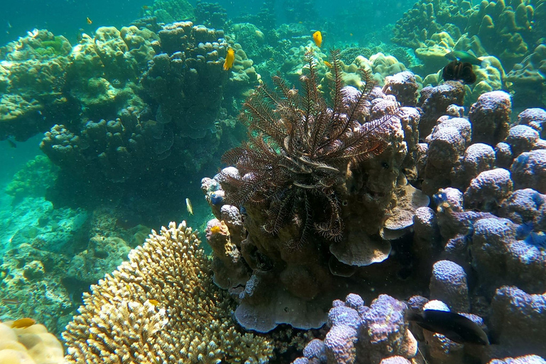 Koh Lanta: Koh Rok and Koh Haa Snorkeling Adventure