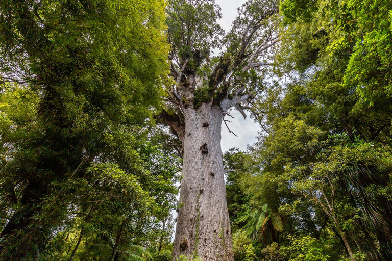 Private Auckland West Coast Tour - On the Edge of Wilderness