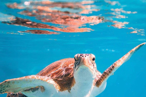 Mascate: Excursión de snorkel a las Islas Daymaniat