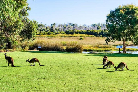 Koala, Lancelin, Wedge Island & Pinnacles Tour from Perth Pinnacles Desert, Sand Dunes, and Wedge Island Day Tour