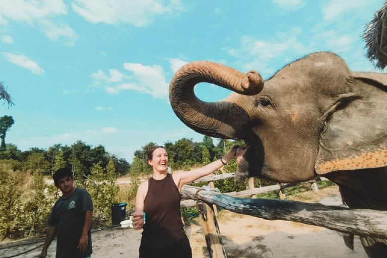 Rundtur i Kambodjas elefantreservat och Banteay Srey-templet