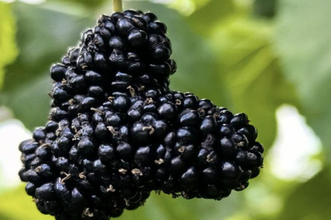 Shanghai: Tongzhou River Island & Fruit Picking Day Trip