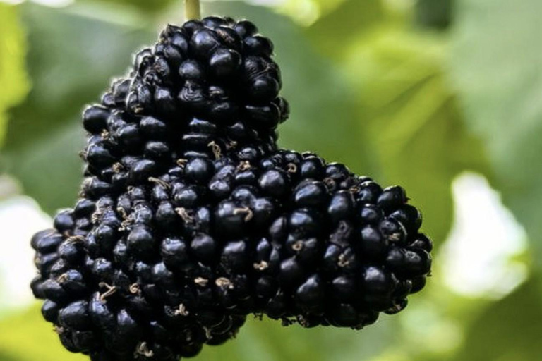 Shanghai: Tongzhou River Island & Fruit Picking Day Trip