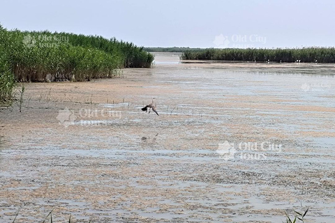 Shirvan Eco-Tour: Gazelles, Birdwatching & Village Lunch Private tour