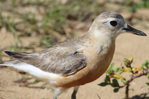 Bay of Islands: Urupukapuka Island Guided Walk Bay of Islands: Urupukapuka Island Guided Walk - Afternoon