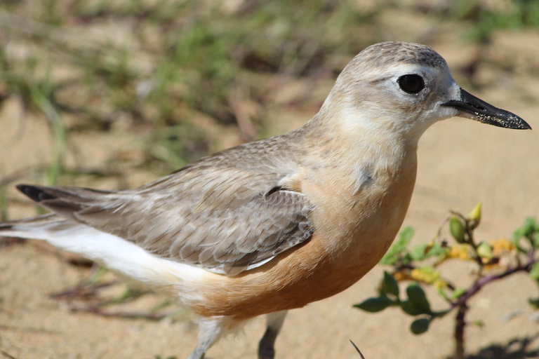 Bay of Islands: Urupukapuka Island Guided Walk Bay of Islands: Urupukapuka Island Guided Walk - Afternoon