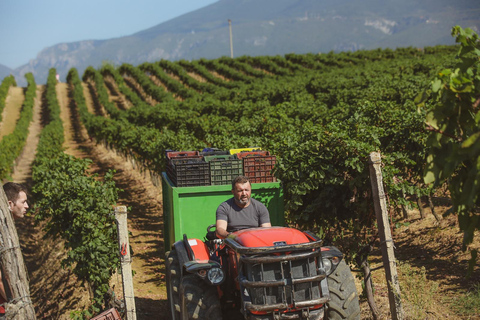 Lundër: Tour guidato della cantina Lundra con degustazione di vino