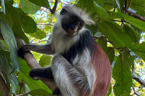 Wycieczka z delfinami Mnemba, las Jozani i restauracja The RockMiejsce zbiórki wyłącznie w Mnemba Transfer Point