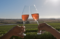 Città del Capo, tour delle vini per l'intera giornata con degustazioni di vini e cibo - Housity